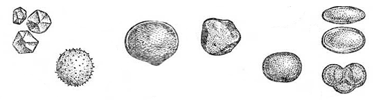 Pollen grains shapes and sizes