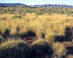 Clumpy grass Spinifex