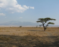 Dry savanna