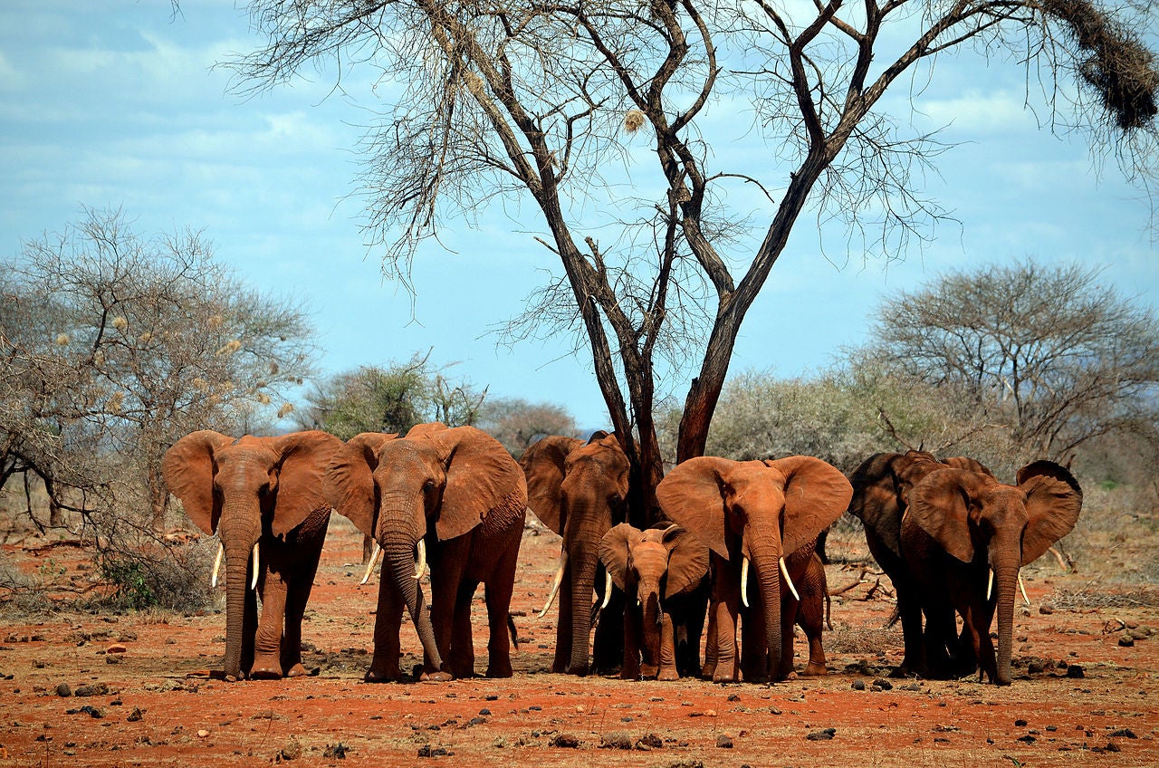 L'eau et les animaux de la savane