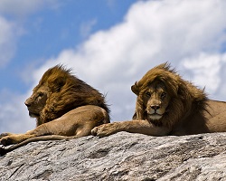 Leo panthera serengeti