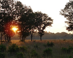 Wisconsin savanna