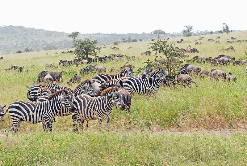 african grasslands animals