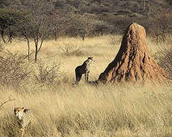 Termitaio in Namibia
