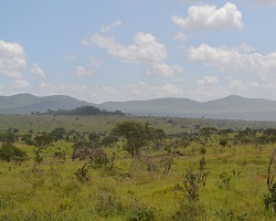 Lush savanna