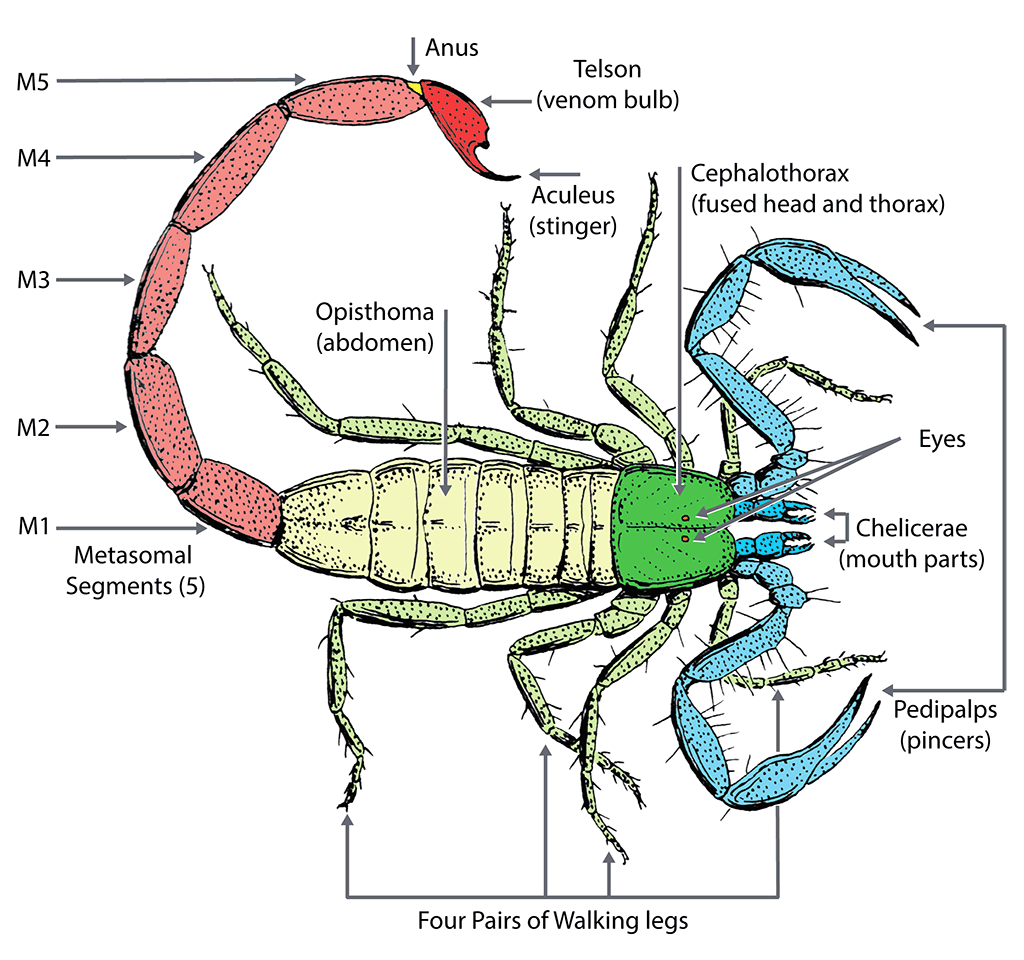 Scorpion Anatomy | Ask A Biologist