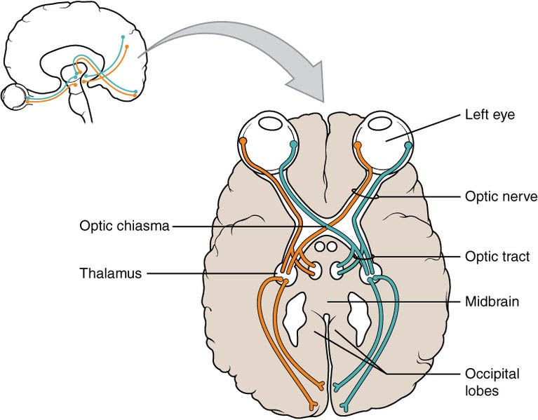 Vision and Eye Diagram: How We See