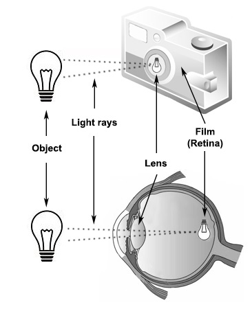 Vision and Eye Diagram: How We See