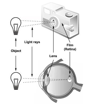 The Science Behind Perfect Eyesight