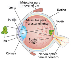 Diagrama de ojo