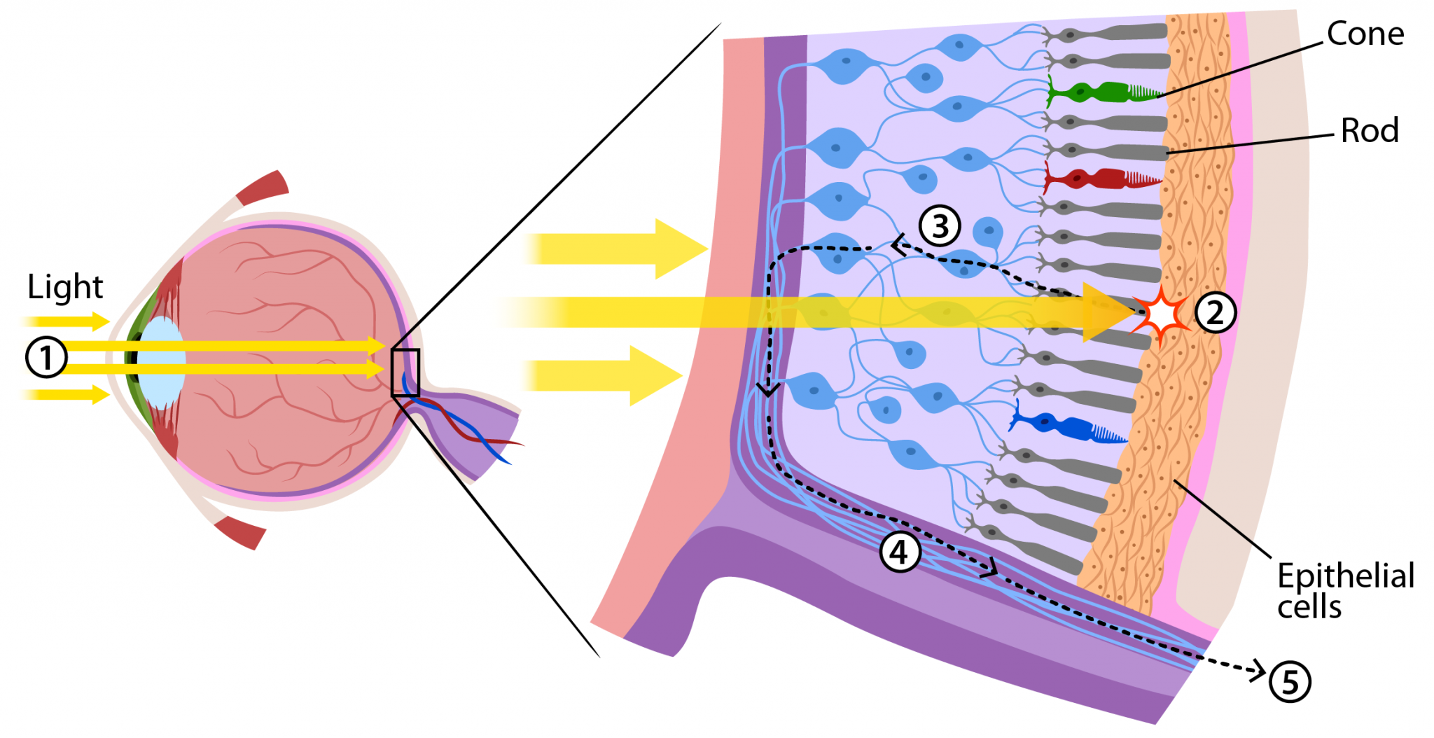 where photoreceptors in eye