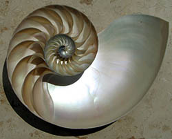 Nautilus shell cut in half