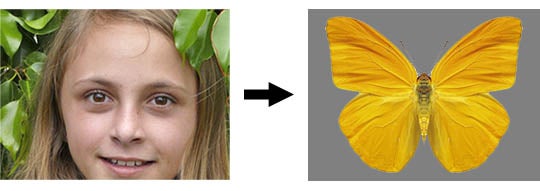 How humans see a butterfly