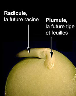 Radicule, la future racine, Plumule, la future tige et feuilles