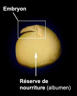 embryo, Réserve de nourriture (albumen)