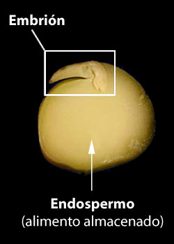 embryo, stored food