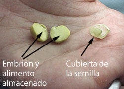 seed with labels