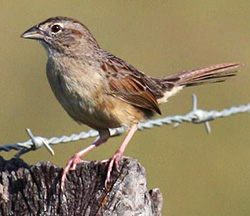 Rufous-winged sparrow