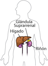 liver and kidneys