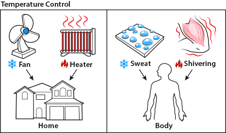 The temperature in your body, like the temperature in your home, is a balance between different cooling and heating systems.