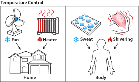 Year 7 - Year 10 Science Controlling Body Temperature Cards