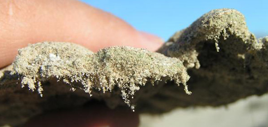 La corteza del suelo mostrando filamentos pequeñitos de microbios que mantienen juntos los granos de arena.