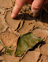 Mover de un tirón sobre una pieza de corteza seca del suelo revela los microbios verdes que crecen debajo.