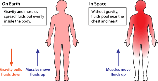 Fluid movement in body