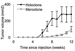 Holoclone vs meroclone growth