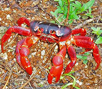 Christmas Island Crab