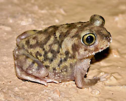 Spadefoot toad