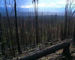 Forest after a wildfire