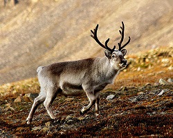 Animals of the Boreal Forest | Ask A Biologist