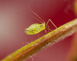 aphid piercing leaf