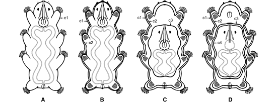 illustration of tardigrade building a multi-layer cyst