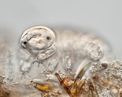 Magnified image of a live tardigrade staring straight at you