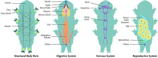 Tardigrade’s structural body parts, digestive system, and nervous system.