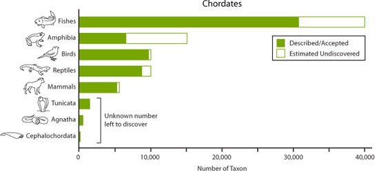 Graph of Cordates