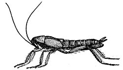 Common Roach