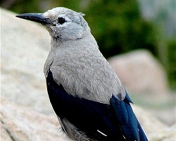 Clark's Nutcracker from Rocky Mountain National Park