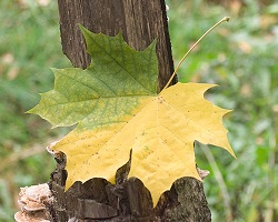 Maple leaf changing color