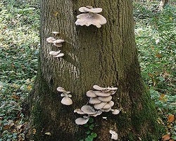 Oyster mushrooms