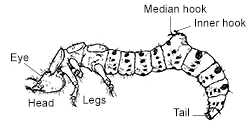 Tiger beetle larva anatomy