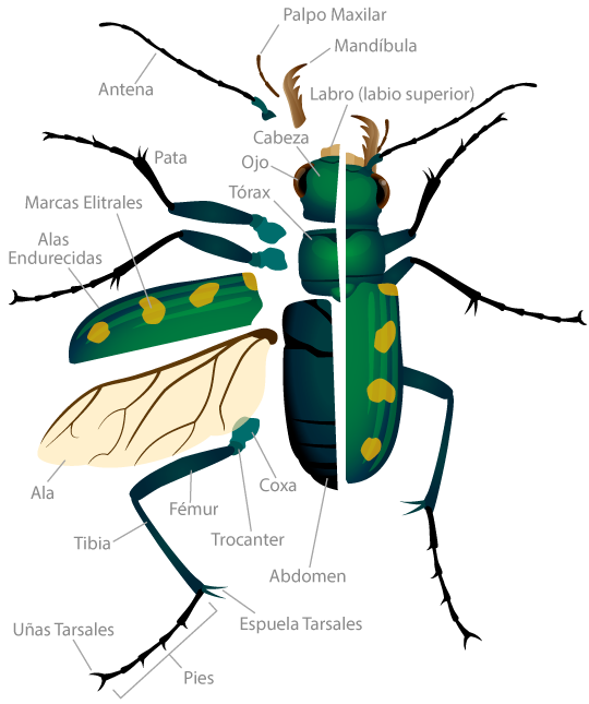 Tiger Beetle Anatomy