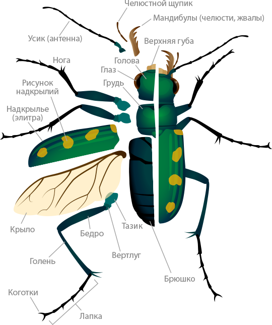 Tiger Beetle Anatomy