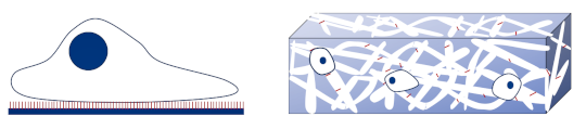 a diagram of 2d and 3d cell tissue