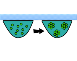 a diagram of cells growing in a liquid drop