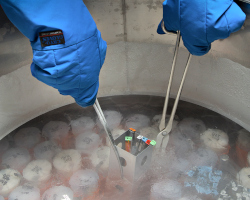 tissue is being stored in liquid nitrogen