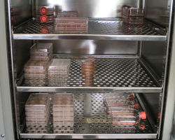 tissue cultures being kept in an incubator