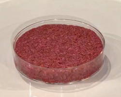 an uncooked hamburger patty grown in a lab